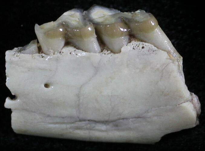 Oligocene Ruminant (Leptomeryx) Jaw Section #25084